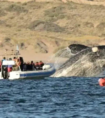 imagen-puerto-madryn-temporada-de-ballenas-2021-foto-maxi-jonas-05-1-jpg.