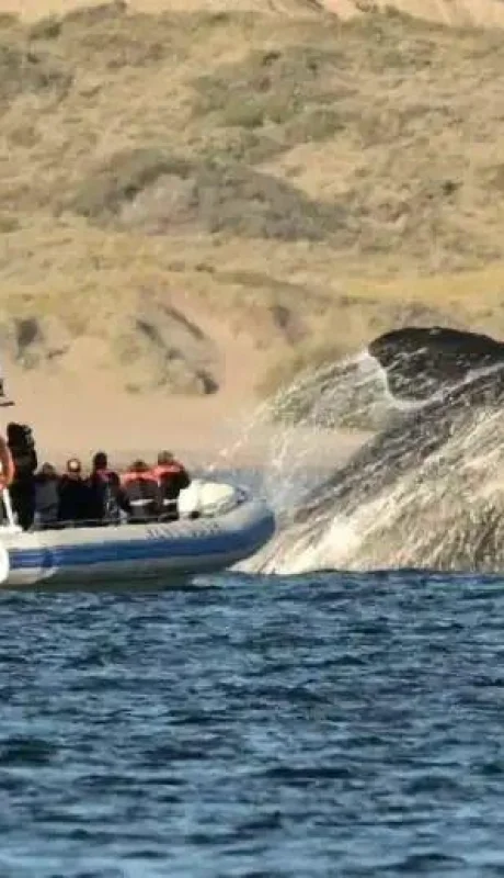 imagen-puerto-madryn-temporada-de-ballenas-2021-foto-maxi-jonas-05-1-jpg.