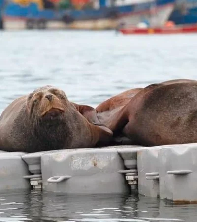 lobos-marinos-muertos-agua-necochea-virus-png.