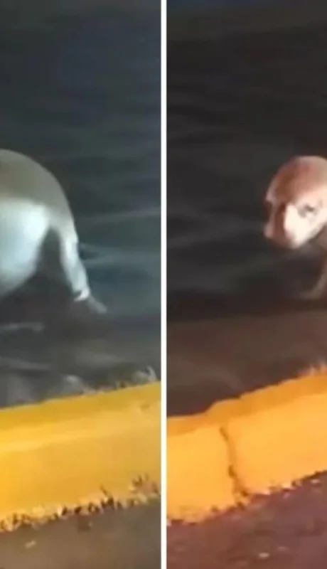 lobo-marina-costanera-d2309dj203jd-jpg.