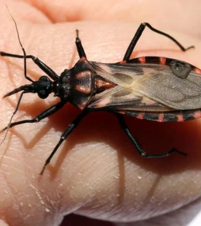 chagas-png.