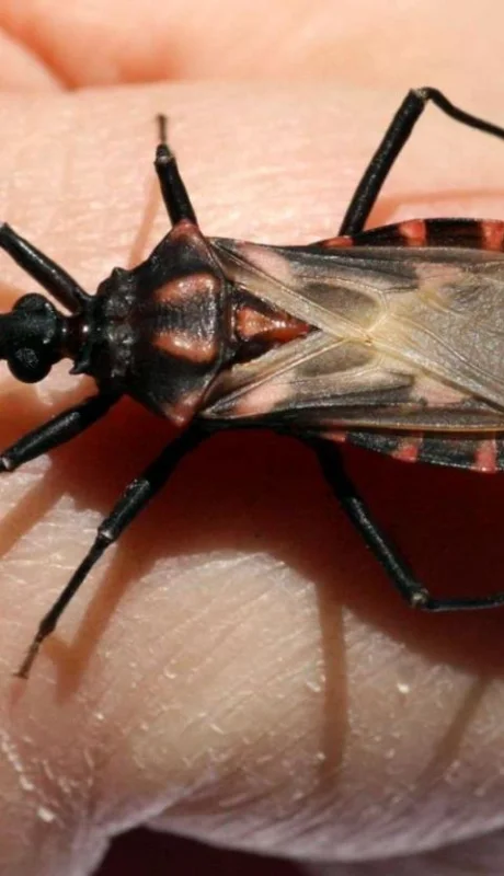 chagas-png.