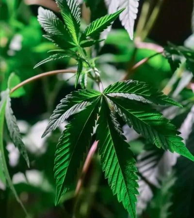 pexels-kindel-media-7667899-jpg.