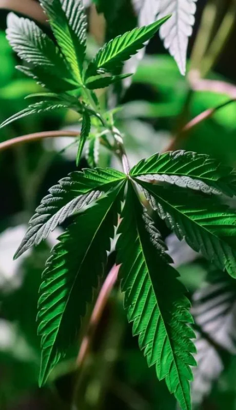 pexels-kindel-media-7667899-jpg.