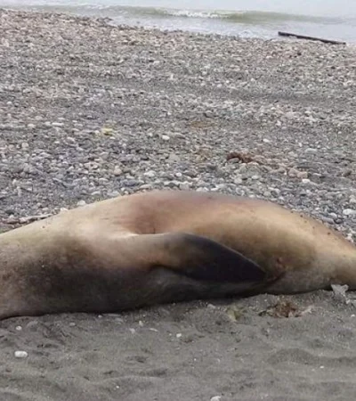 20230811140432-lobo-marino-opt-jpg.