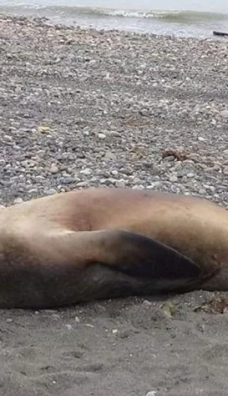 20230811140432-lobo-marino-opt-jpg.