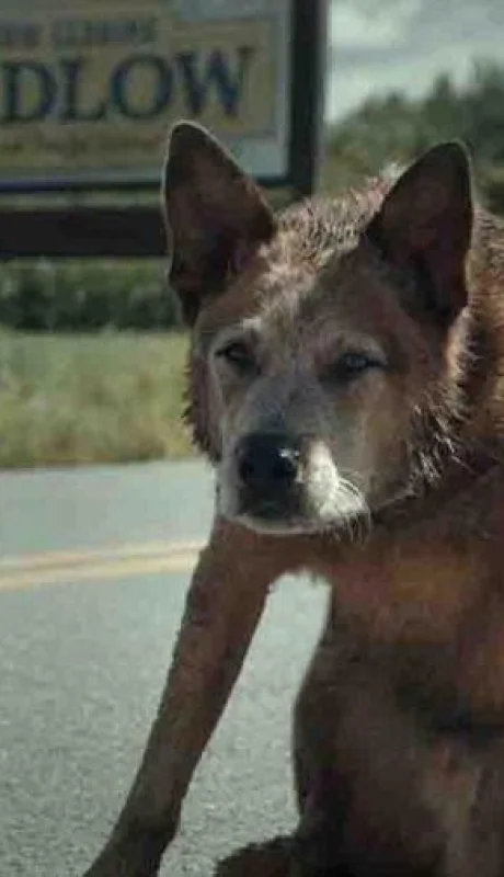 cementerio-de-animales-el-origen-trailer-estreno-donde-ver-900x506-jpg.