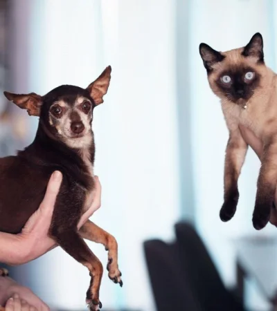 pexels-alexander-grey-1909802-jpg.