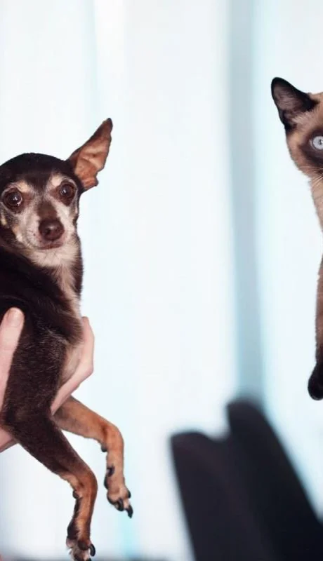 pexels-alexander-grey-1909802-jpg.