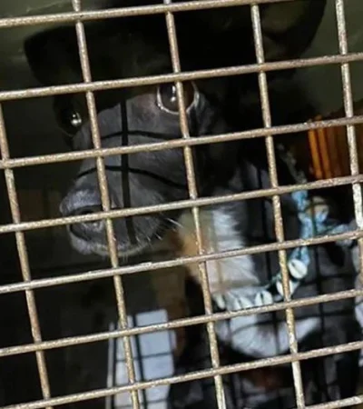 puppy-hartsfield-jackson-airport-jpg.