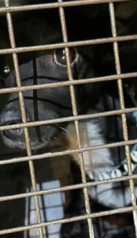 puppy-hartsfield-jackson-airport-jpg.