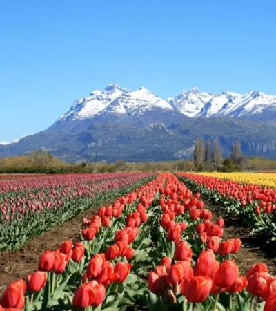 7dias-tulipanes-jpg.