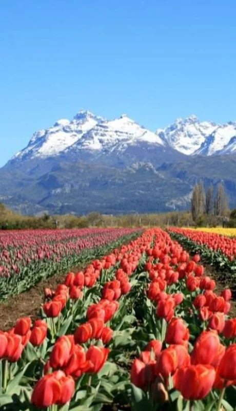 7dias-tulipanes-jpg.