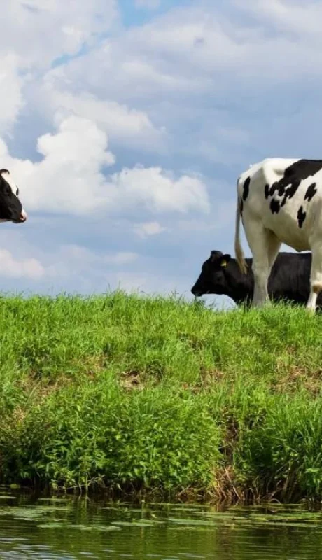 pexels-matthias-zomer-325257-jpg.