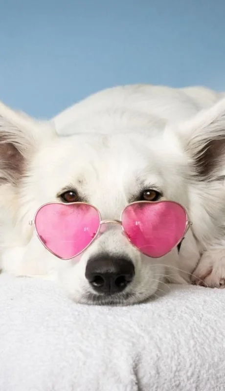 pexels-simona-kidri--2607544-jpg.