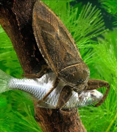 cucaracha-misiones-chinche-png.