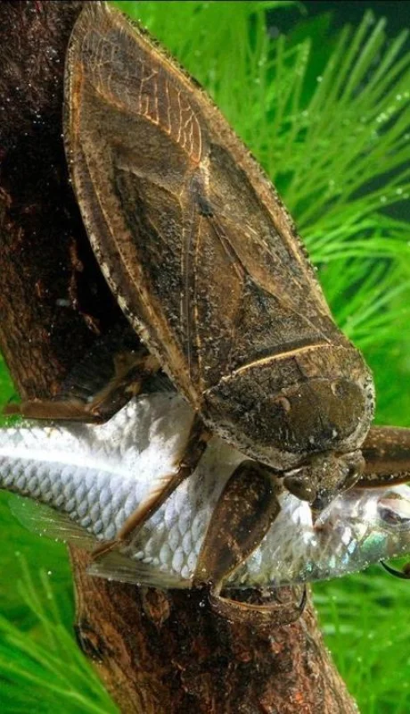 cucaracha-misiones-chinche-png.