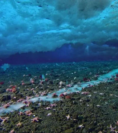 dedo-de-la-muerte-brinicle-mar-lecho-marino-png.