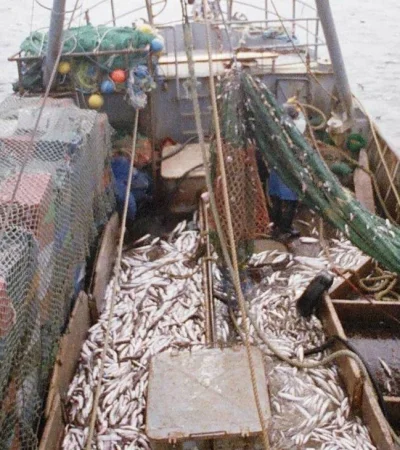 pesca-jpg.