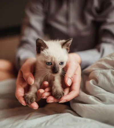 pexels-helena-lopes-8075318-jpg.