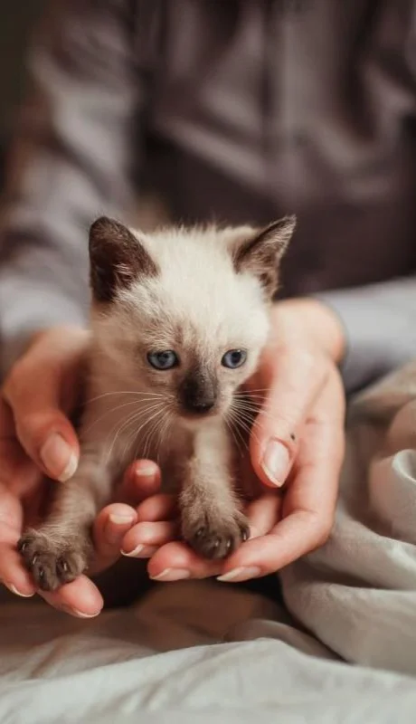 pexels-helena-lopes-8075318-jpg.