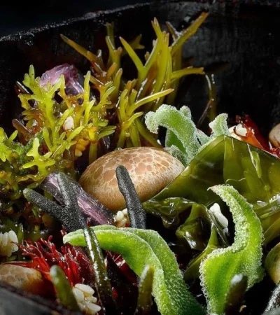 semana-vegetariana-jpg.