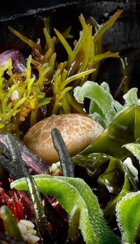 semana-vegetariana-jpg.