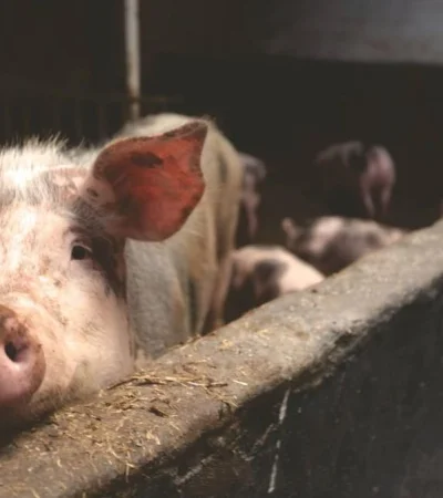 pexels-matthias-zomer-66627-jpg.