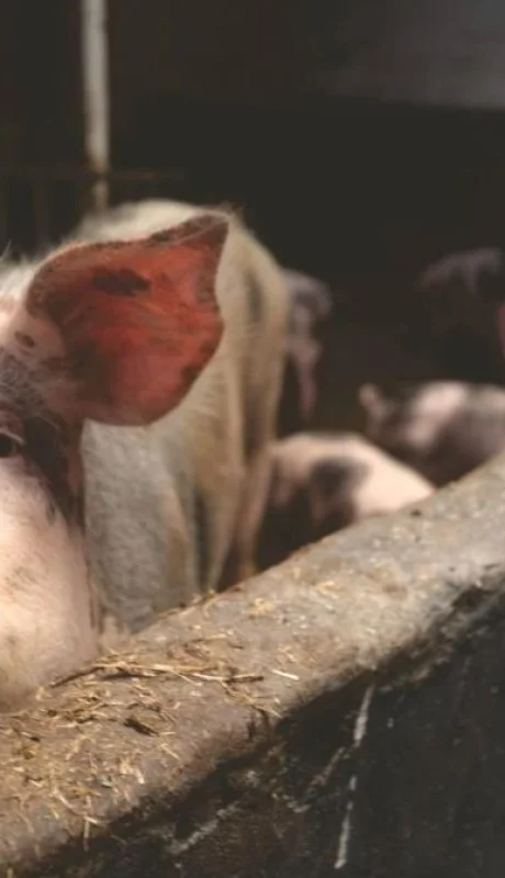 pexels-matthias-zomer-66627-jpg.