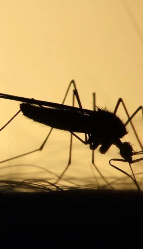 mosquito-dengue-png.