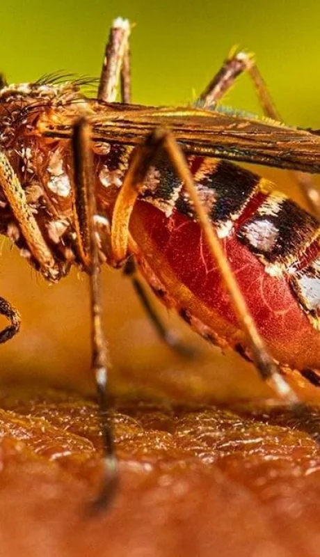 aedes-aegypti-2-jpg.