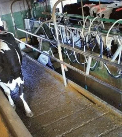 tambo-mendoza-leche-productores-argentina-escasez-marcas