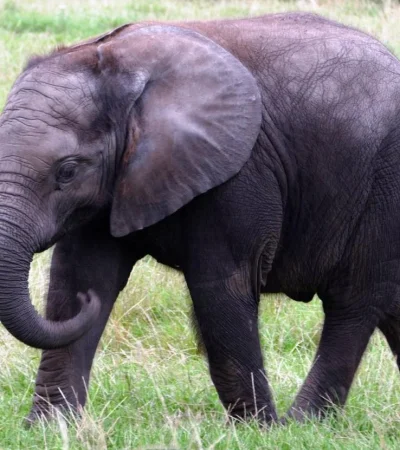 pexels-anthony---133394-jpg.