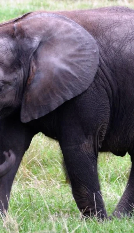 pexels-anthony---133394-jpg.