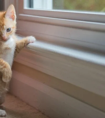 pexels-thomas-k-15445009-jpg.