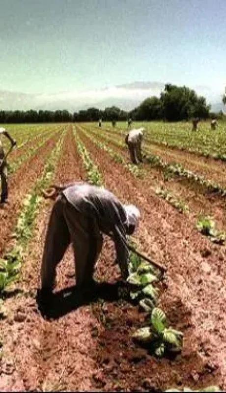 modalidades-contractuales-regimen-trabajo-agrario-196005-webp.