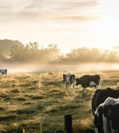 pexels-lukas-hartmann-1276237-jpg.