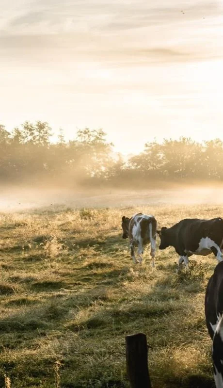 pexels-lukas-hartmann-1276237-jpg.