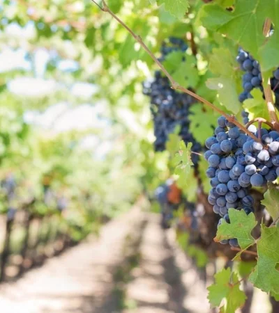 pexels-jill-wellington-39351-jpg.