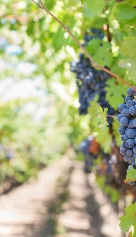 pexels-jill-wellington-39351-jpg.