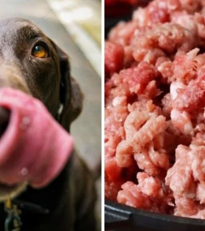 carne-cruda-perros-png.