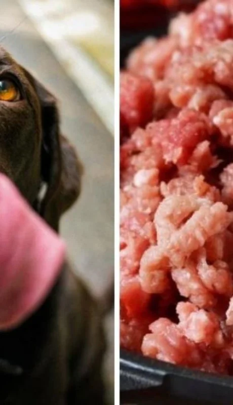 carne-cruda-perros-png.