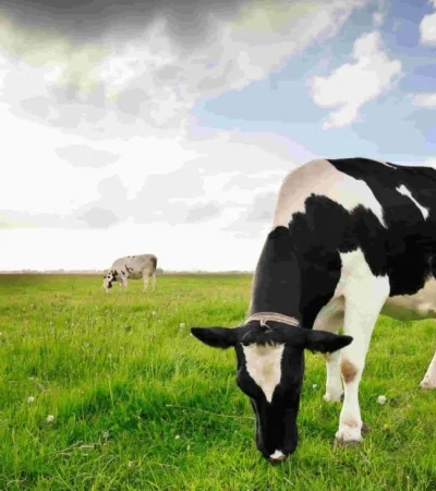 las-mejores-razas-de-vacas-lecehras-de-o-ganado-bovino-en-argentina-scaled-jpg.