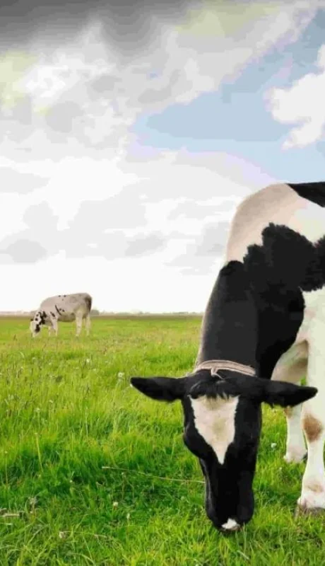 las-mejores-razas-de-vacas-lecehras-de-o-ganado-bovino-en-argentina-scaled-jpg.