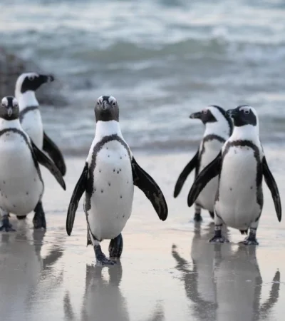 pexels-david-dibert-1299391-jpg.