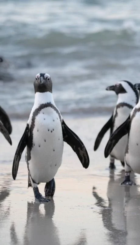 pexels-david-dibert-1299391-jpg.