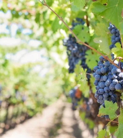 pexels-jill-wellington-39351-jpg.