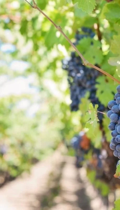 pexels-jill-wellington-39351-jpg.