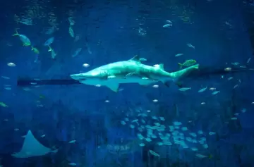 Una turista fue atacada por un tiburón y murió en Bahamas