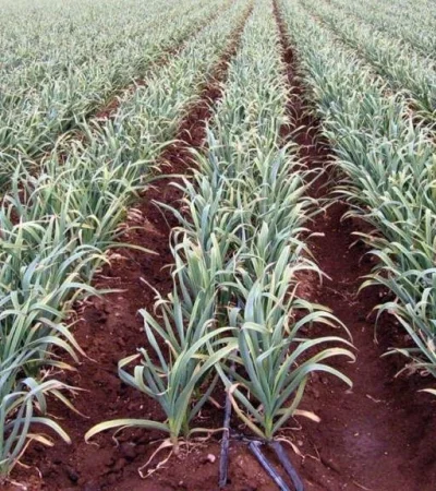 imagen-ajos-1-1024x576-jpg.